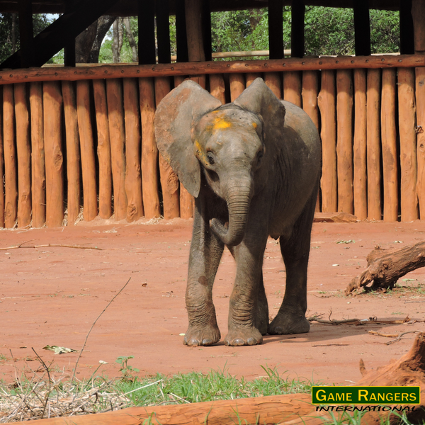 I Help Save Elephants Adult Unisex Tee-Heather Clay