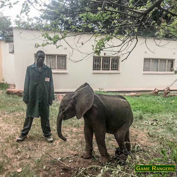 I Help Save Elephants Adult Unisex Tee-Army